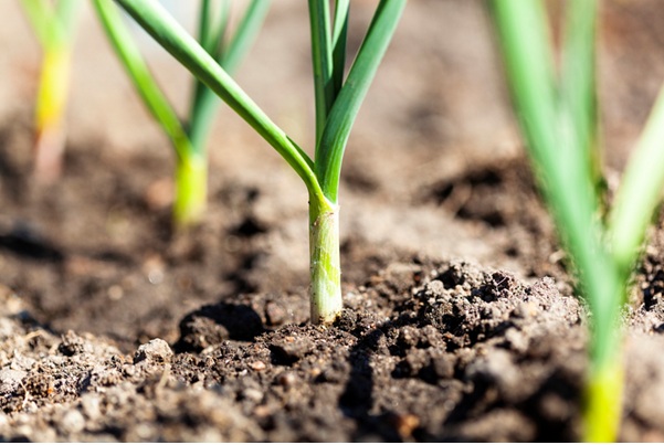 A picture of crops growing in soil