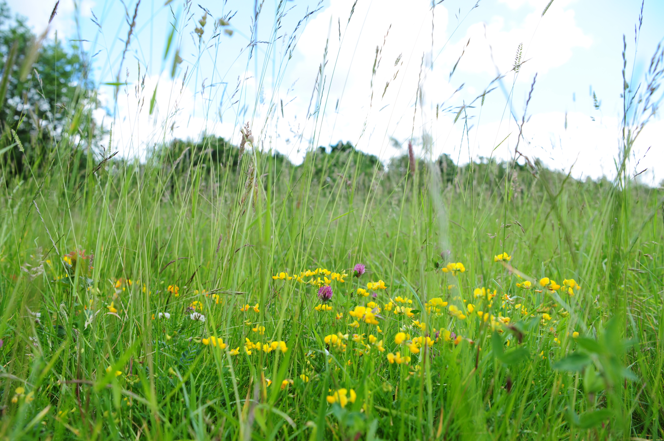 Meadow with yellow flowers