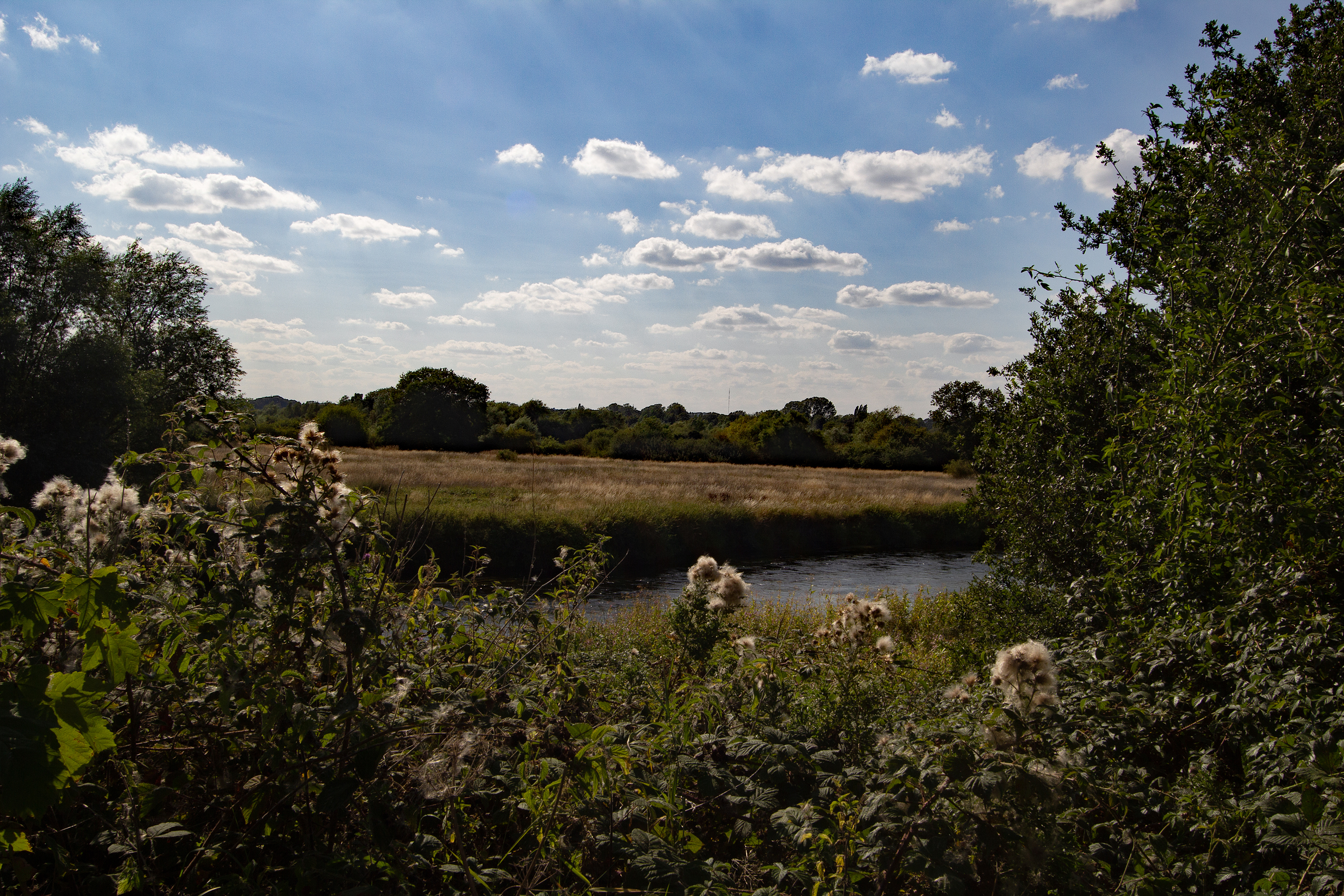 A image of a riverbank of a sunny day overlooking a field