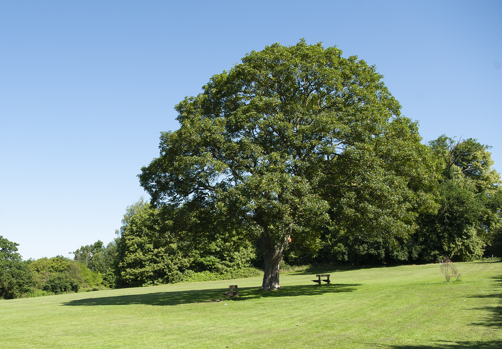 An image of a tree in a park
