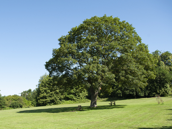 An image of a tree in a park